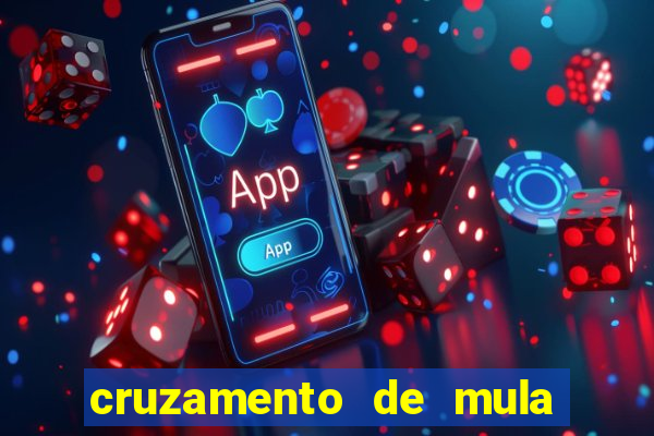 cruzamento de mula com cavalo
